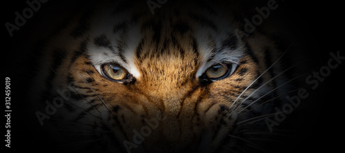 Fotografia Tiger portrait on a black background