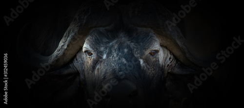 Buffalo portrait on a black background