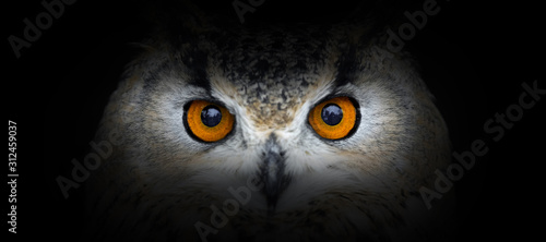 Owl portrait on a black background
