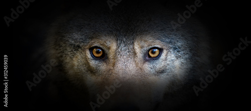 Foto Wolf portrait on a black background