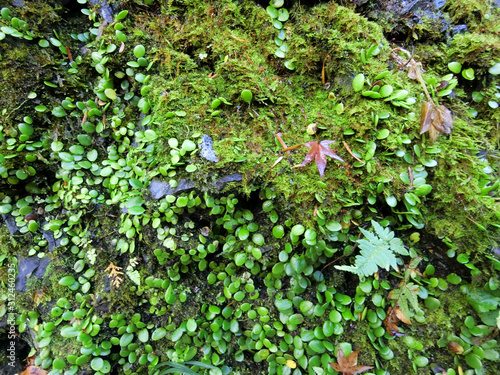 Wallpaper Mural 雨に濡れたコケの土壁 Torontodigital.ca