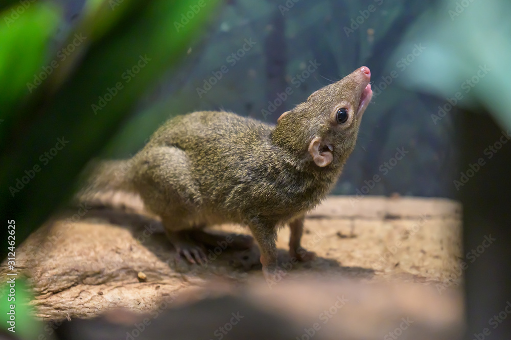 A Northern Tree Shrew, sitting on a branch A Northern Tree Shrew, sitting on a branch