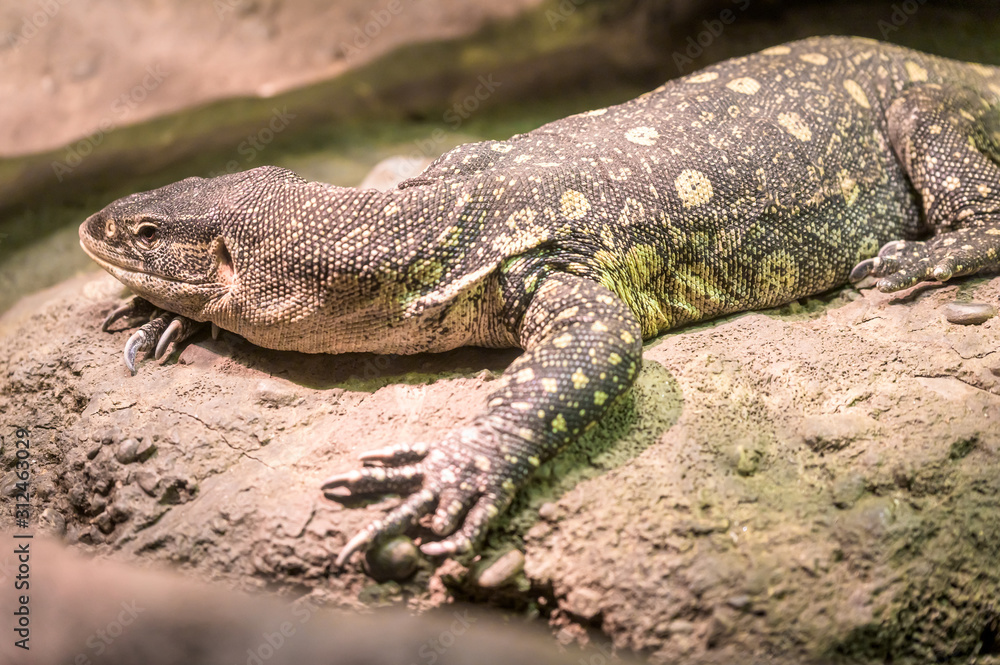 Fototapeta premium A Komodo Dragon lounging peacfully on its favorite rock