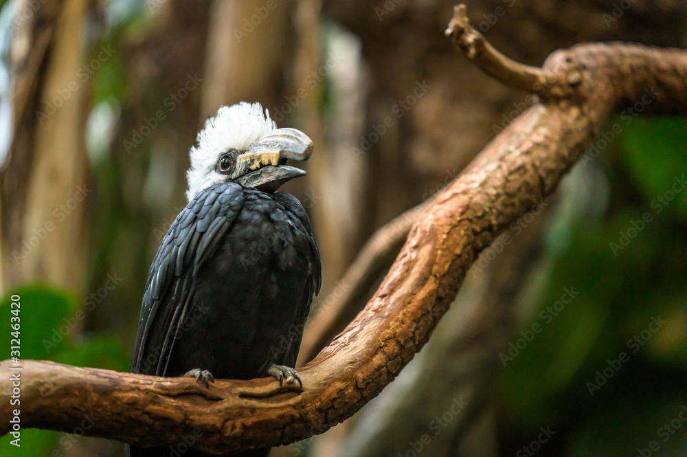 A White-Crested Hornbill sitting on a branch pondering his next move A White-Crested Hornbill sitting on a branch pondering his next move