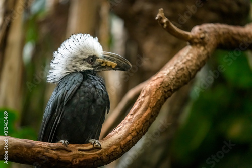 A White-Crested Hornbill sitting on a branch pondering his next move