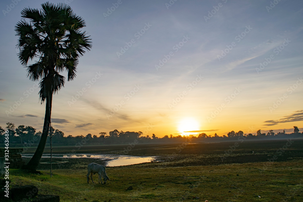 Fototapeta premium Rural sunset cow