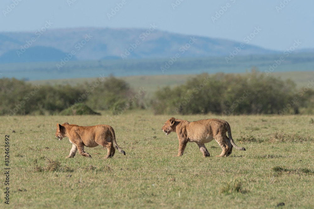 A lioness from double-cross pride walking towards a shade with cubs in the plains of Africa inside Masai Mara National Reserve during a wildlife safari A lioness from double-cross pride walking towards a shade with cubs in the plains of Africa inside Masai Mara National Reserve during a wildlife safari