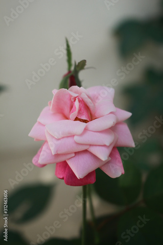 Fototapeta Naklejka Na Ścianę i Meble -  Beautiful Rose picture in Bangladesh