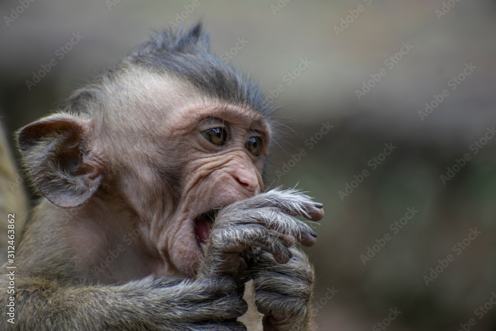 Naklejka premium Baby monkey chewing his foot