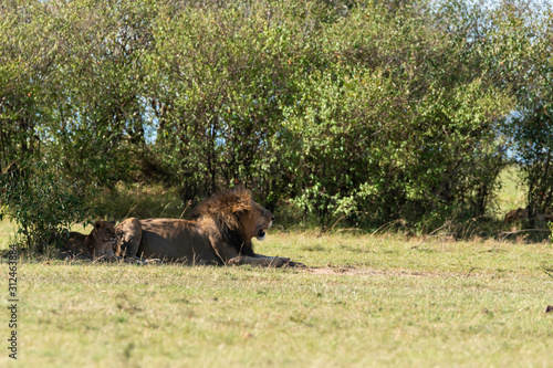 A male lion walking majestically towards a bush in the plains of africa inside Masai Mara National Reserve during a wildlife safari © Chaithanya