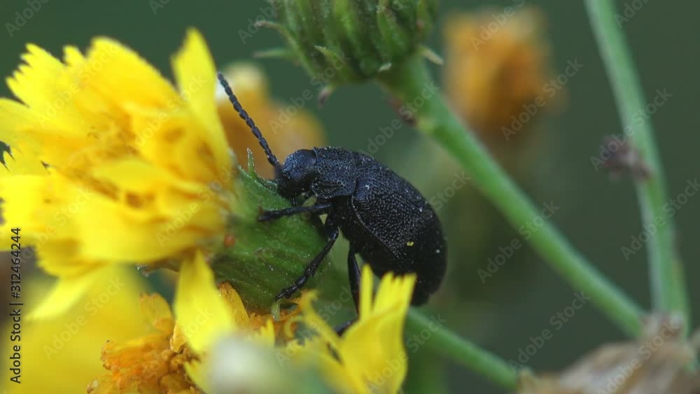 Darkling Beetle, Alphitobius Sp. (Tenebrionidae, Alphitobiini) sitting on yellow stalk of flower. View insect macro in wildlife Darkling Beetle, Alphitobius Sp. (Tenebrionidae, Alphitobiini) sitting on yellow stalk of flower. View insect macro in wildlife