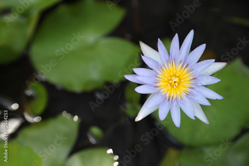 Beautiful water lily flower in the pond.