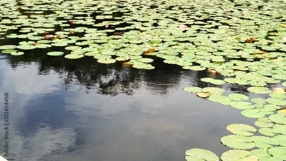 Lily Pads on Pond with Sky Reflected on Water Lily Pads on Pond with Sky Reflected on Water