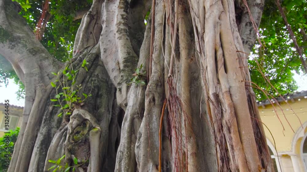 Panning Down Trunk of Old Tree with Green Canopy Above Panning Down Trunk of Old Tree with Green Canopy Above