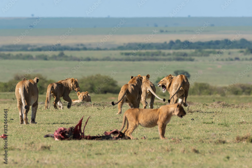 A lead lioness trying to shoo away sub-adult male lions from feeding grounds on a fresh kill in the plains of Africa inside Masai Mara National Reserve during a wildlife safari
