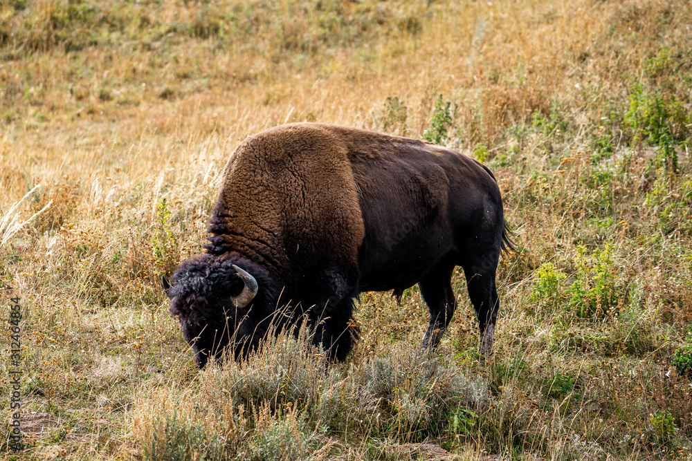 Bison wildlife in the nature of Yellowstone national park in Wyoming , United States of America