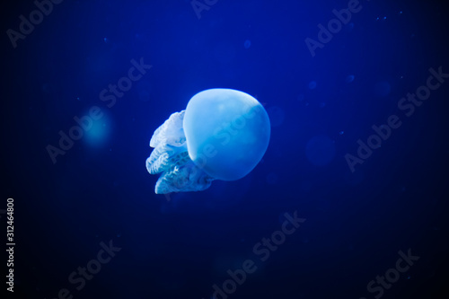 Beautiful dancing jellyfish in the depths of the sea © HarryKiiM Stock