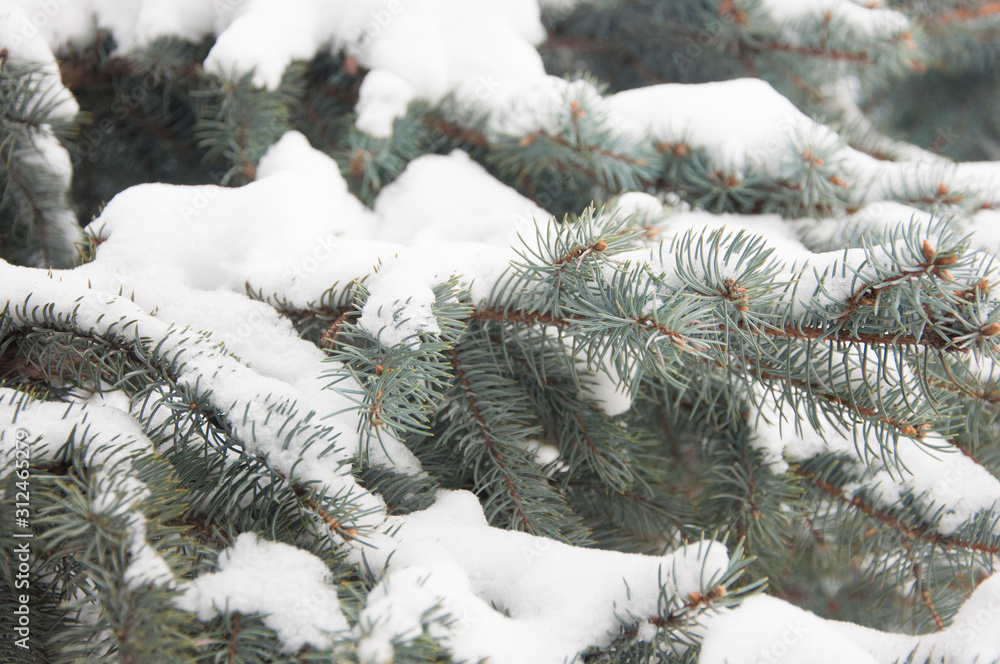 Christmas winter snowy spruce branch