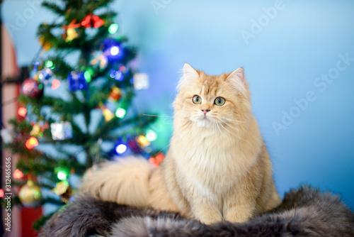 Cute British Longhair cat  indoor © panyawatt