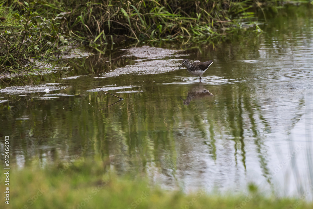 Green sandpiper (Tringa ochropus)