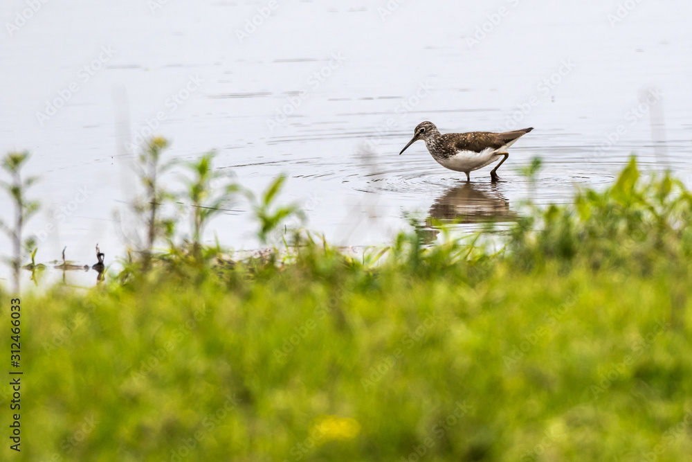 Green sandpiper (Tringa ochropus)