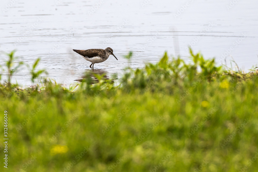 Green sandpiper (Tringa ochropus)