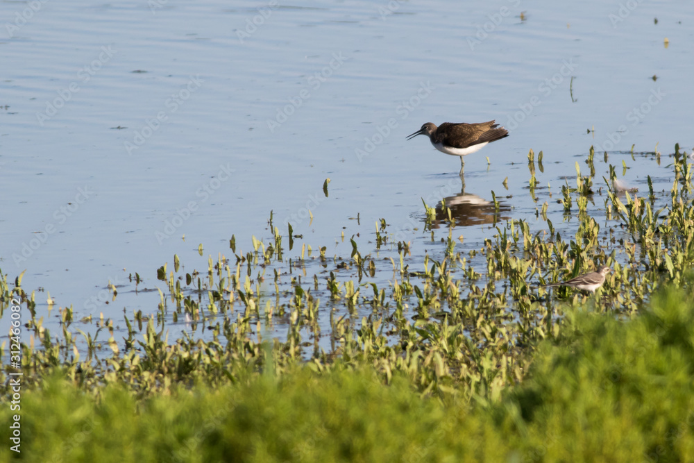 Green sandpiper (Tringa ochropus)
