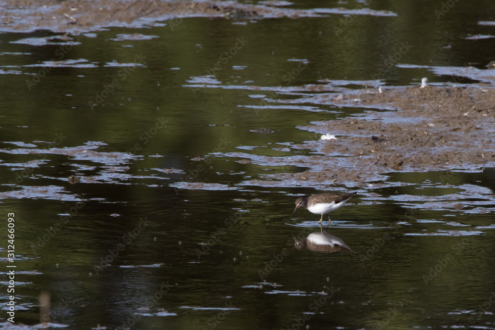 Green sandpiper (Tringa ochropus)