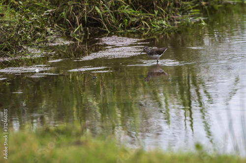 Obraz na płótnie Green sandpiper (Tringa ochropus) w salonie