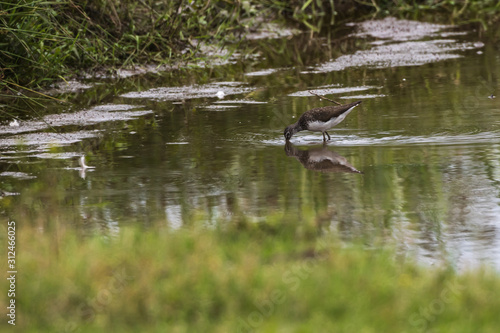 Obraz na płótnie Green sandpiper (Tringa ochropus) w salonie