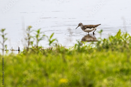 Obraz na płótnie Green sandpiper (Tringa ochropus) w salonie