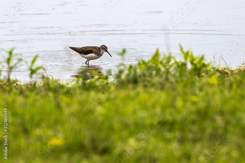 Obraz na płótnie Green sandpiper (Tringa ochropus) w salonie