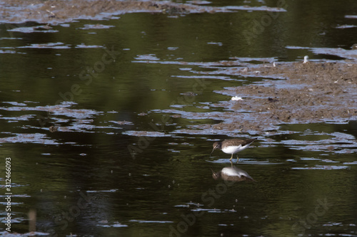 Obraz na płótnie Green sandpiper (Tringa ochropus) w salonie