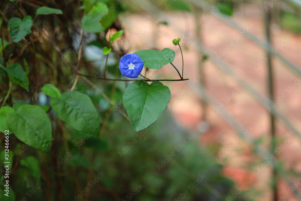 blue flower with green leaf macro blue flower with green leaf macro