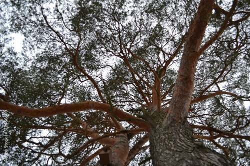 old tree