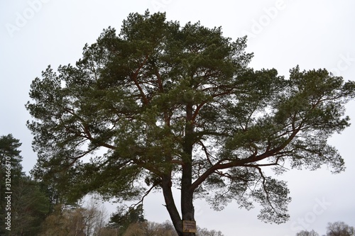 tree on a background of blue sky