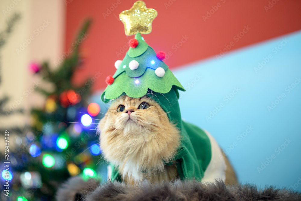 Obraz premium Cute British Longhair cat indoor