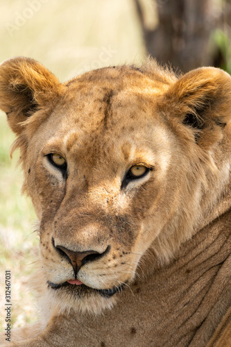 Fototapeta Naklejka Na Ścianę i Meble -  A closeup of lioness face relaxing in the plains of Africa inside Masai Mara National Reserve during a wildlife safari