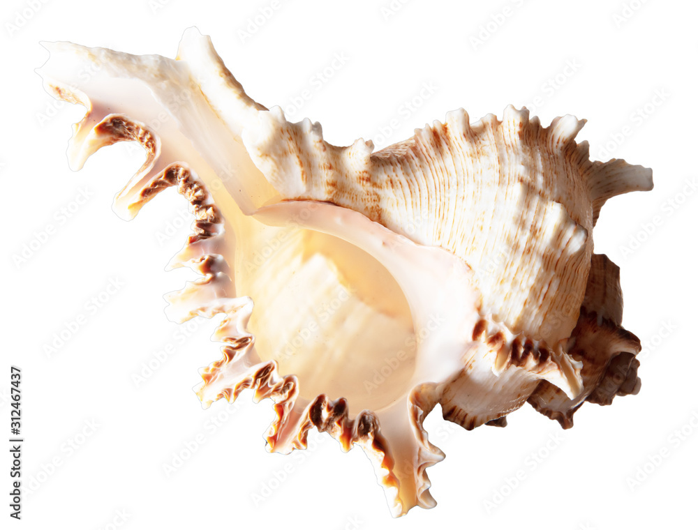 Sea shell isolated on a white background Sea shell isolated on a white background
