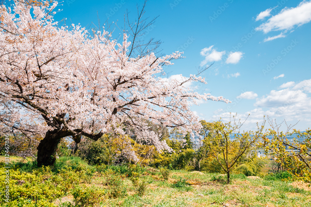 Spring cherry blossoms at Iwashimizu Hachimangu shrine Otokoyama mountain in Kyoto, Japan Spring cherry blossoms at Iwashimizu Hachimangu shrine Otokoyama mountain in Kyoto, Japan