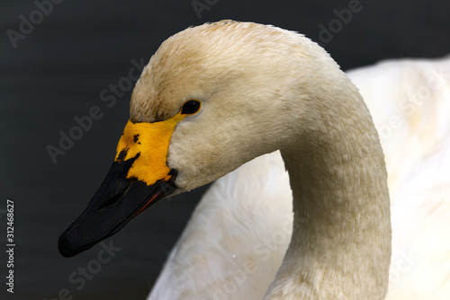 Bewicks swan close up of head photo