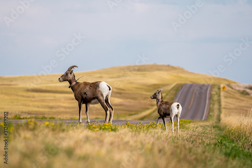 Mouse deer and landscape in Badlands national park in the evening during summer times , South Dakota, United States of America photo