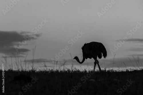 A male ostrich feeding in the plains of Africa with a beautiful glow of rising sun in the background inside Masai Mara National Reserve during a wildlife safari
