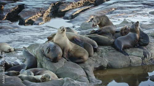 Colony of sea lions on top of each other on the rocks