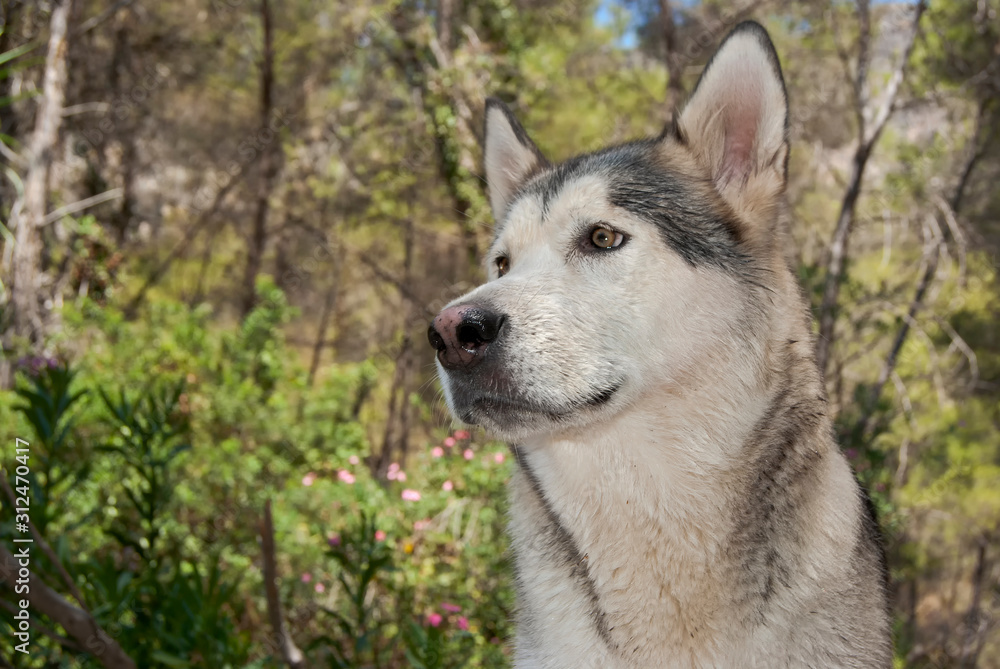 Alaskan malamute in a natural environment Alaskan malamute in a natural environment