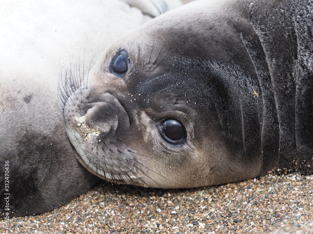 Fototapeta premium Juvenile Elephant Seal, Valdes Peninsula, Patagonia