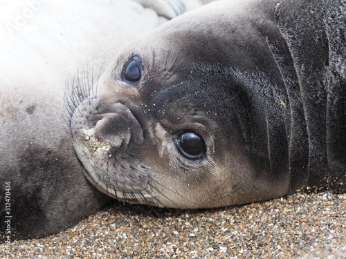 Juvenile Elephant Seal, Valdes Peninsula, Patagonia