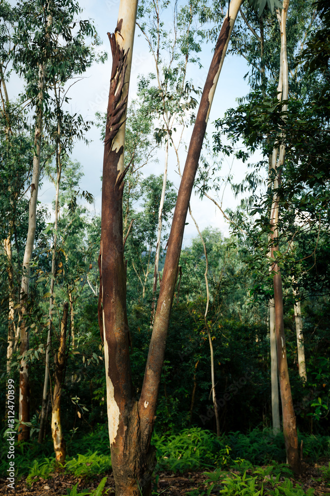 Fototapeta premium Tropical forest with eucalyptus trees in mountians