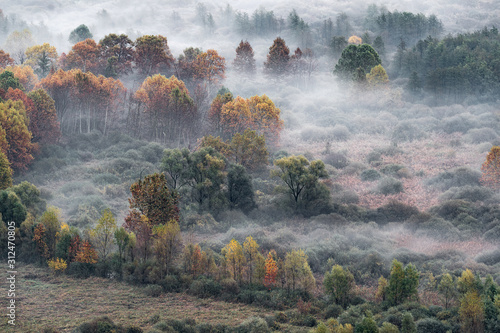 Autumn landscape with trees and fog