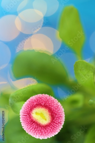 spring flowers.  daisy with green leaves on a blue background with yellow bokeh. Floral tender spring background